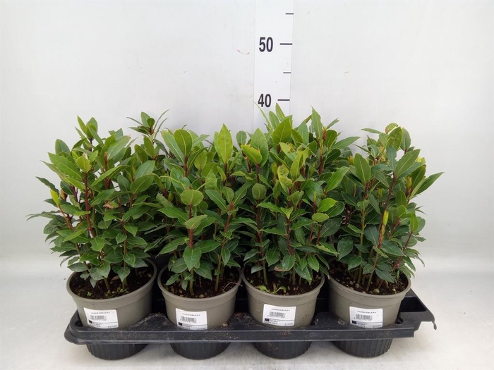 <h4>Laurus nobilis</h4>