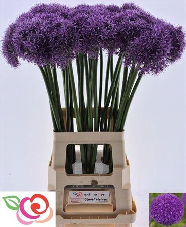 <h4>Allium Globemaster Xxl</h4>