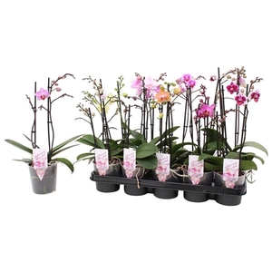 Phal. Multiflora 2-tak mix 18+