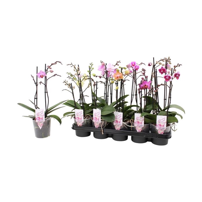 <h4>Phal. Multiflora 2-tak mix 18+</h4>