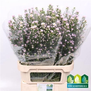 Aster Un Claudia