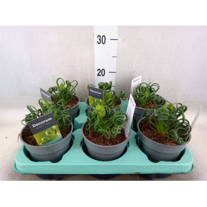 Albuca spiralis 'Frizzle Sizzle'