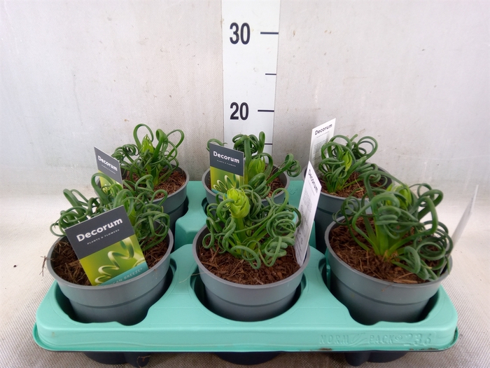<h4>Albuca spiralis 'Frizzle Sizzle'</h4>