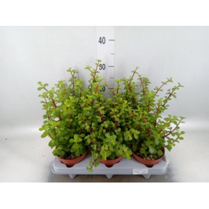 Portulacaria afra