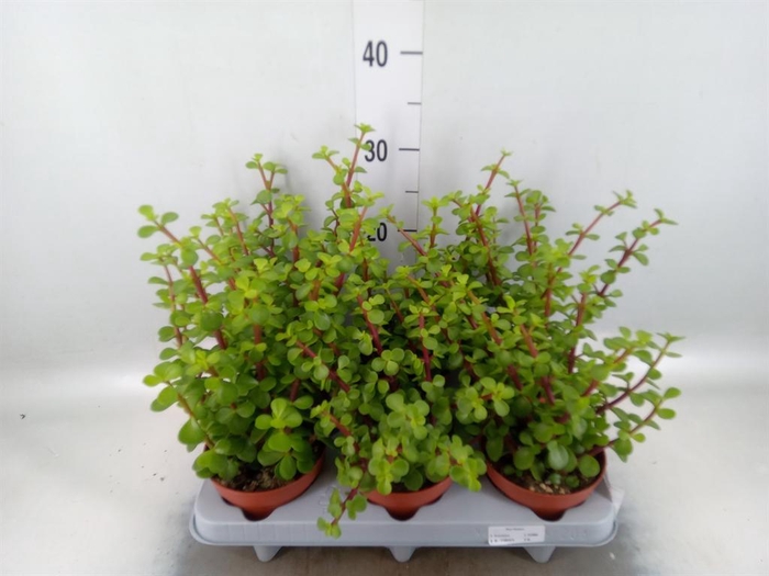 <h4>Portulacaria afra</h4>