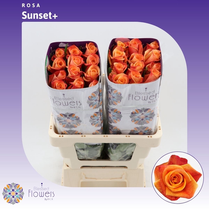 <h4>Rosa gr Sunset+</h4>