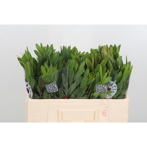 Leucadendron Saf Goldstrik