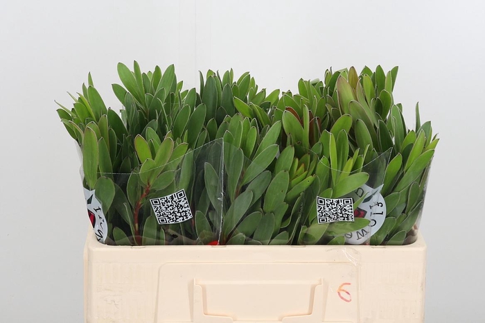 <h4>Leucadendron Saf Goldstrik</h4>