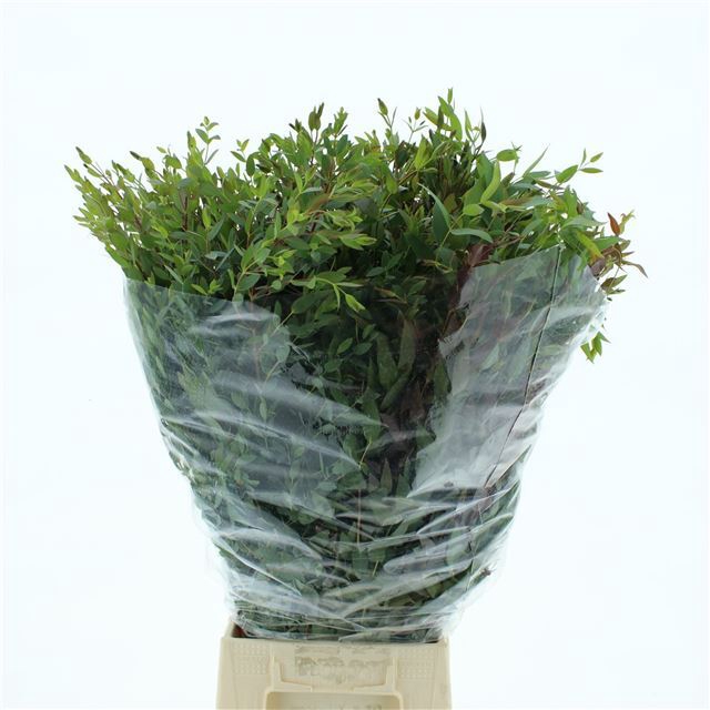 <h4>EUC PARVIFOLIA P BS</h4>