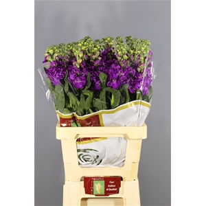 Matthiola Iron Purple