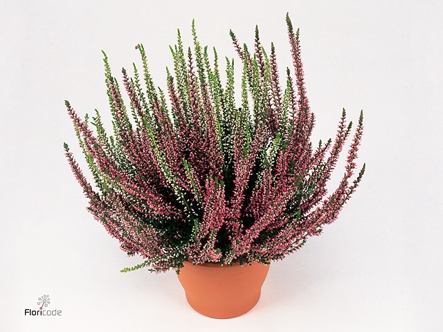 Calluna vulg. 'Garden G Twin'