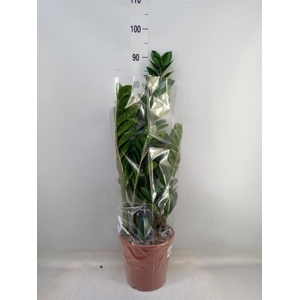 Zamioculcas zamiifolia