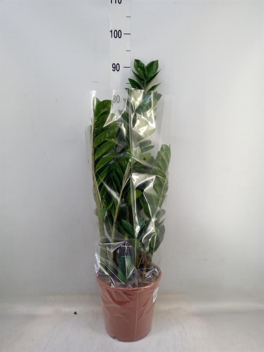 <h4>Zamioculcas zamiifolia</h4>