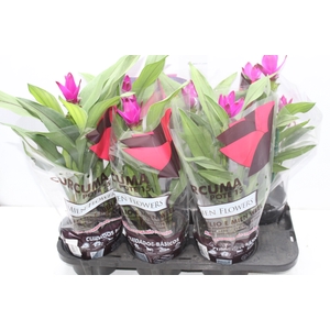 CURCUMA SIAM SUBLIME P15