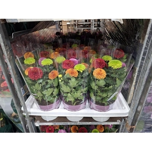 Chrysanthemum Flowerpops gemengd in pot