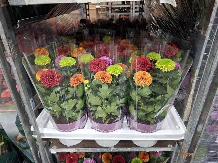 Chrysanthemum Flowerpops gemengd in pot