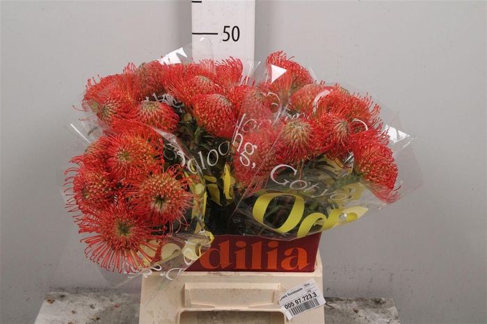 <h4>Leuco Succession</h4>