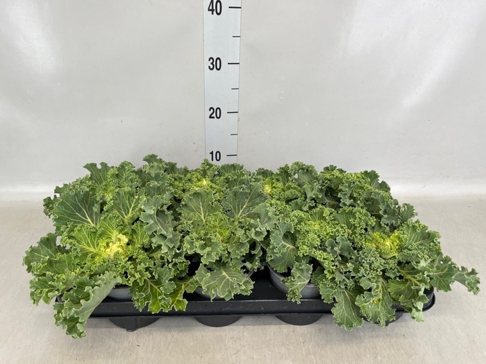 <h4>Brassica oler.  ...curled</h4>