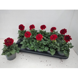 DAHL HYPNO RED