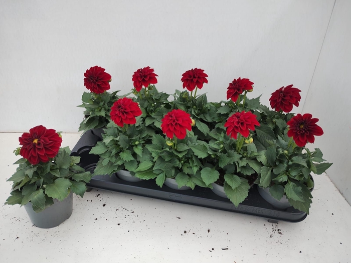 <h4>DAHL HYPNO RED</h4>