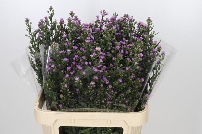 <h4>Aster Painted Lady</h4>