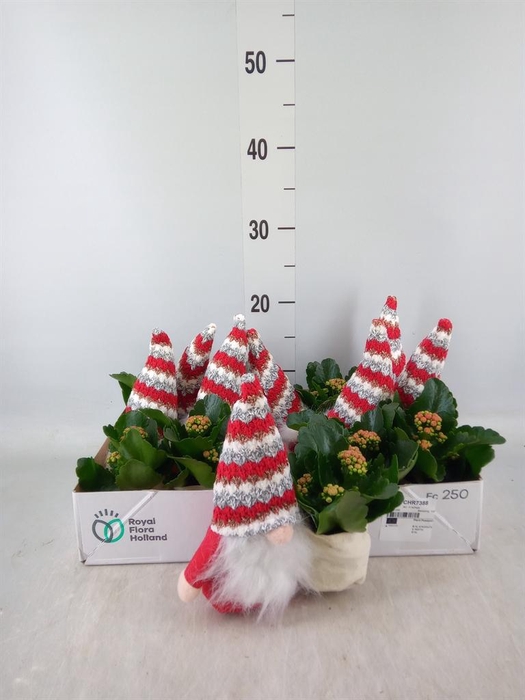 <h4>Arr. Kerst L%</h4>