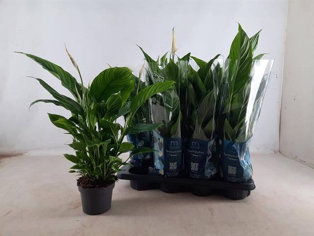 <h4>SPATH STRAUSS</h4>