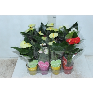 ANTHURIUM VARIADO P09