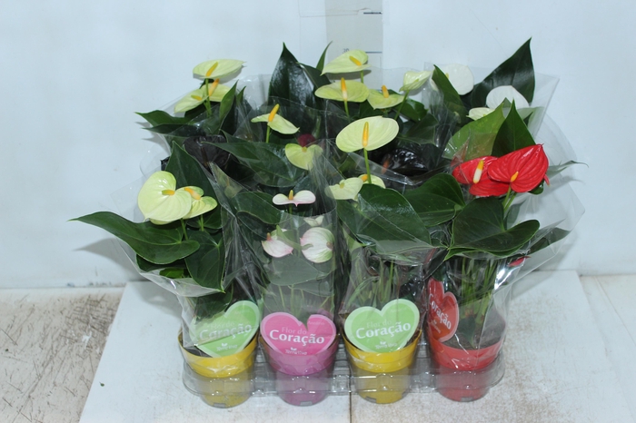 <h4>ANTHURIUM VARIADO P09</h4>