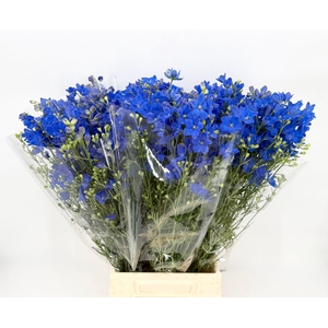 Delphinium consolida Blue