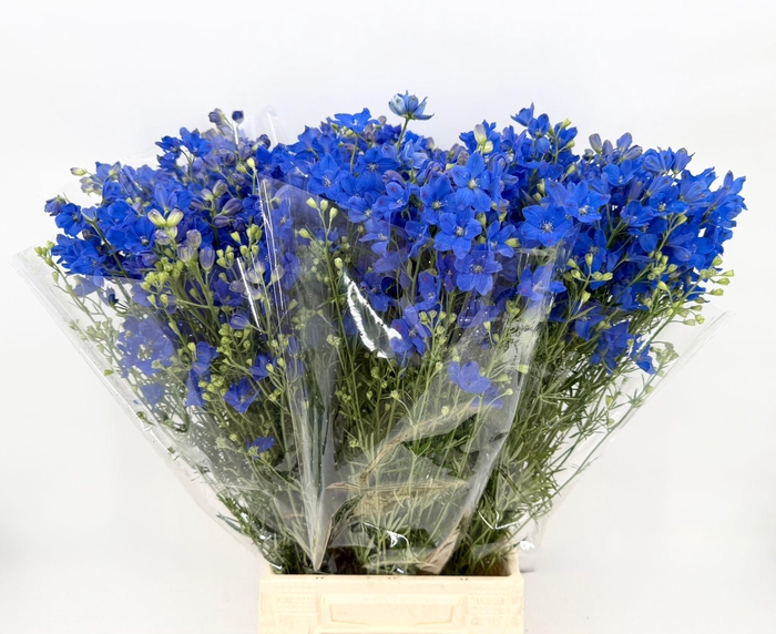 <h4>Delphinium consolida Blue</h4>