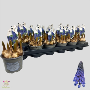 Muscari  'Lindsay'