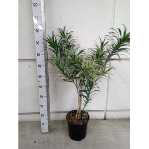 Dracaena refl.   ...