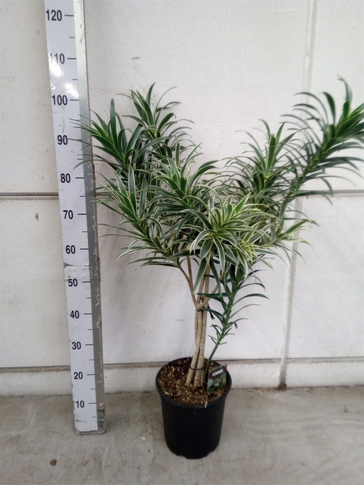 <h4>Dracaena refl.   ...</h4>