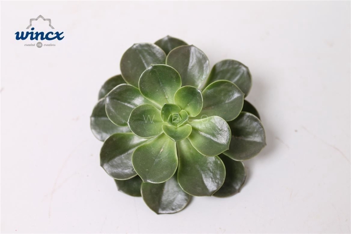 <h4>Echeveria Melaco Cutflower</h4>