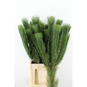 PINUS NIGRA 90/100CM HEADBRANCH PER STEM