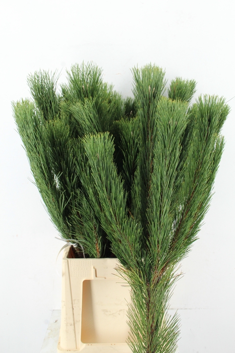 <h4>PINUS NIGRA 90/100CM HEADBRANCH PER STEM</h4>