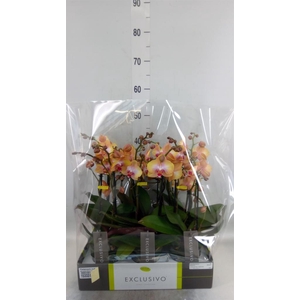 Phalaenopsis multi.   ...orange