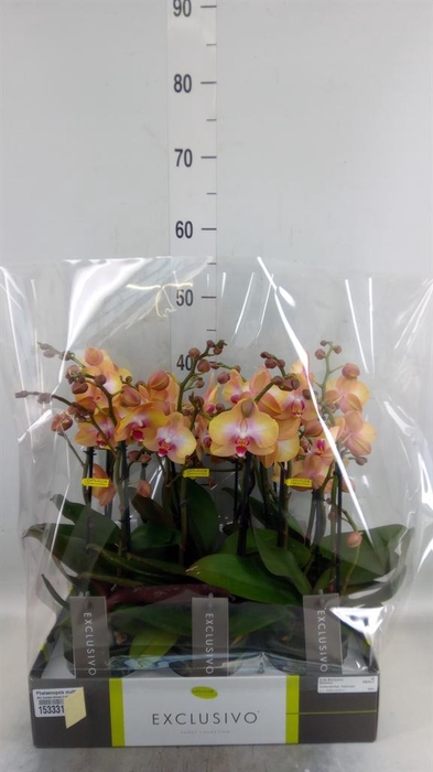 <h4>Phalaenopsis multi.   ...orange</h4>