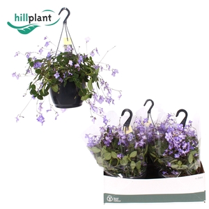 Streptocarpus saxorum