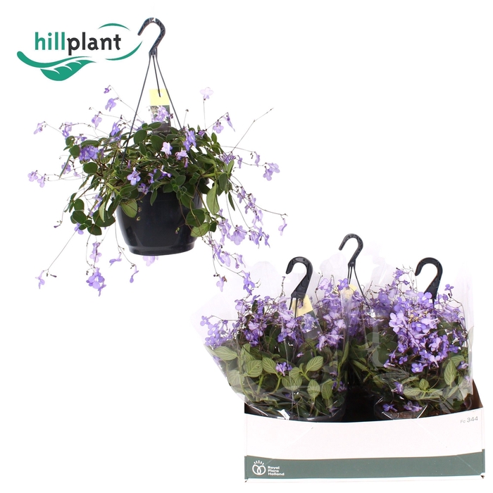 <h4>Streptocarpus saxorum</h4>