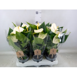 Anthurium andr. 'Cocos'