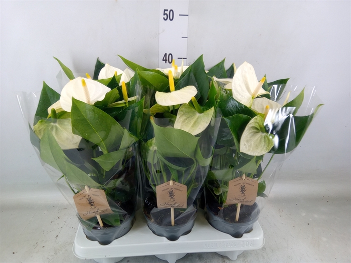<h4>Anthurium andr. 'Cocos'</h4>