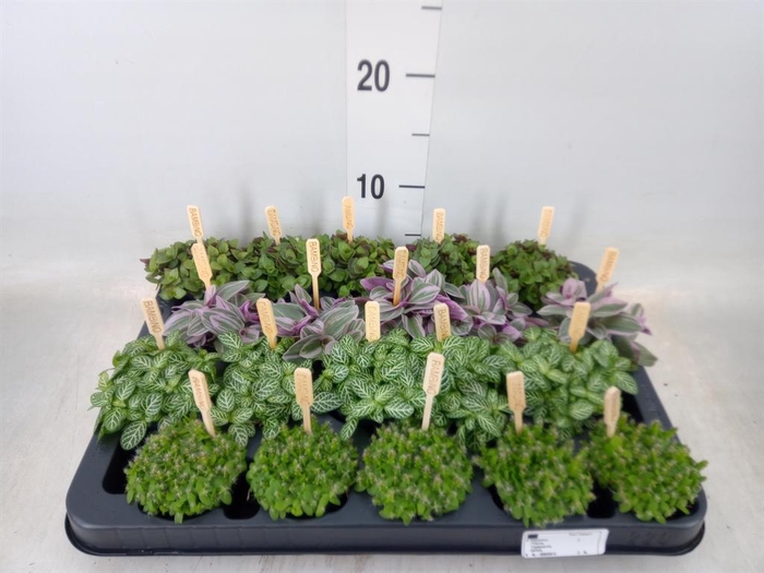 <h4>Planten ..mix</h4>