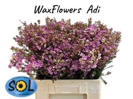 <h4>Chame Adi Dark Pink 60cm</h4>