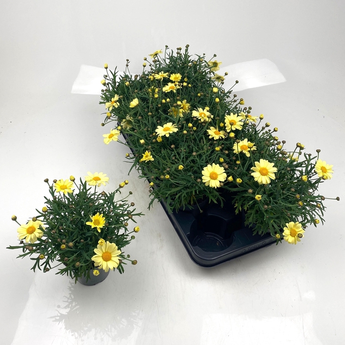 <h4>ARG LA RITA GEM</h4>