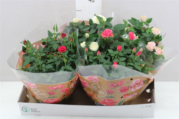 <h4>Rosa Favourite Gemengd Schaal A2</h4>