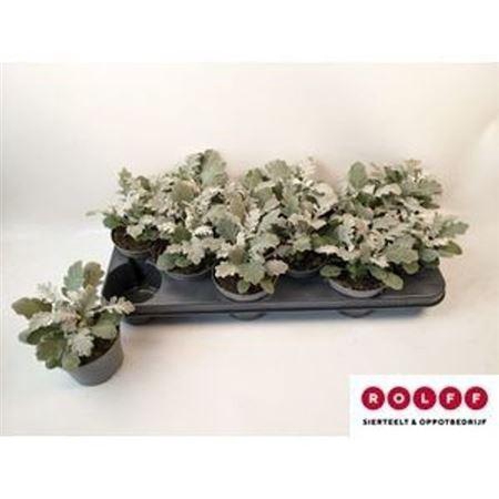 arr8 Jacobaea Maritima