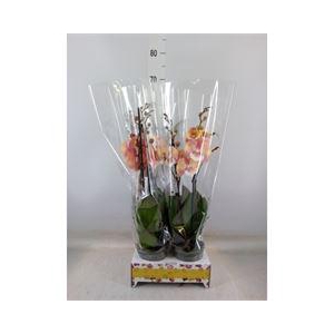 Phalaenopsis   ...orange