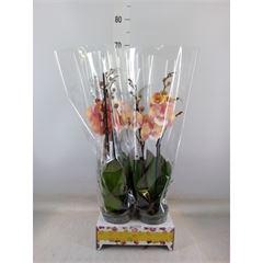 <h4>Phalaenopsis   ...orange</h4>